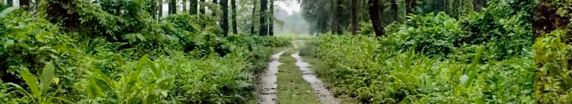 Beautiful Dooars Tour