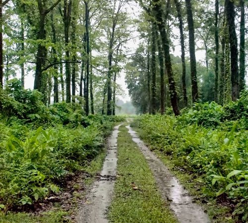 Beautiful Dooars Tour