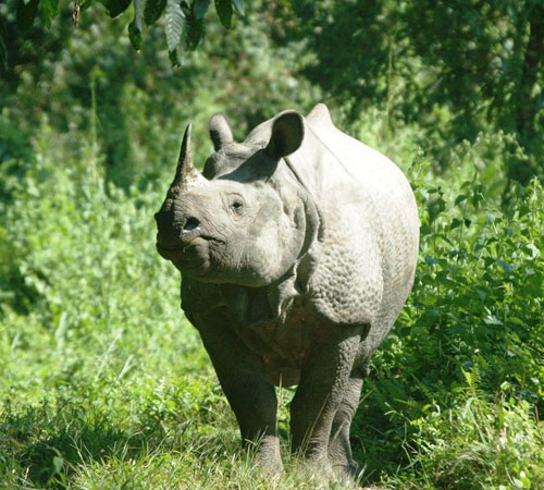 Dooars - Jaldapara & Lataguri