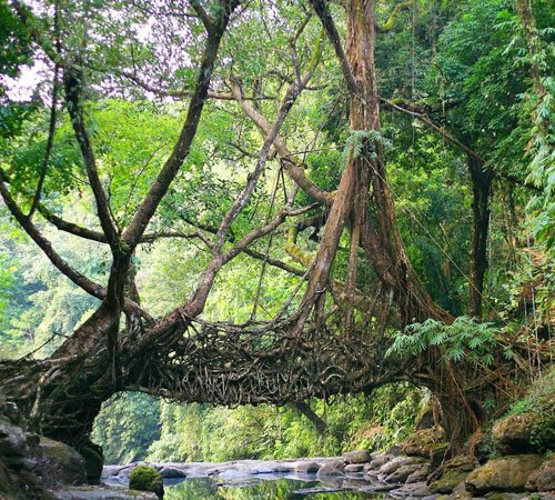 Kaziranga with Meghalaya